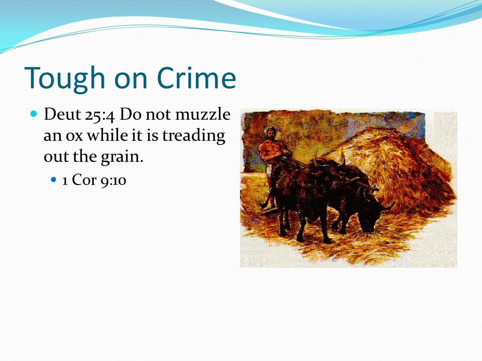 Tough on Crime Deut 25:4 Do not muzzle an ox while it is treading out the grain. 1 Cor 9:10