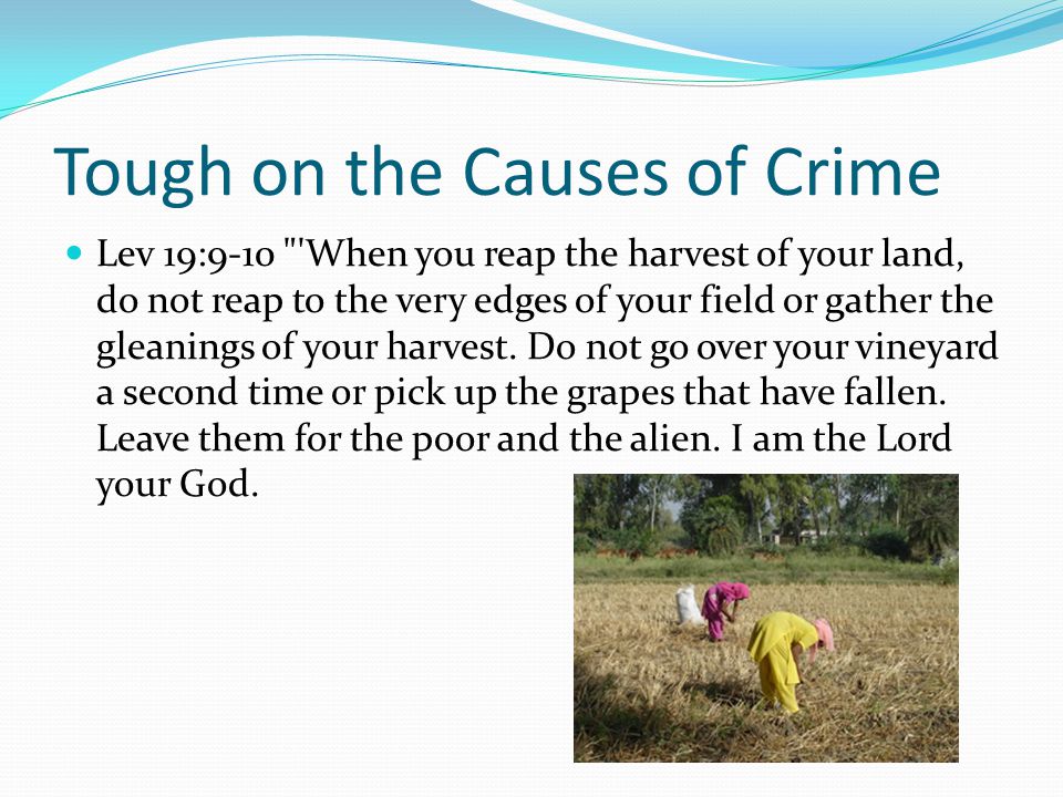 Tough on the Causes of Crime Lev 19:9-10 When you reap the harvest of your land, do not reap to the very edges of your field or gather the gleanings of your harvest.