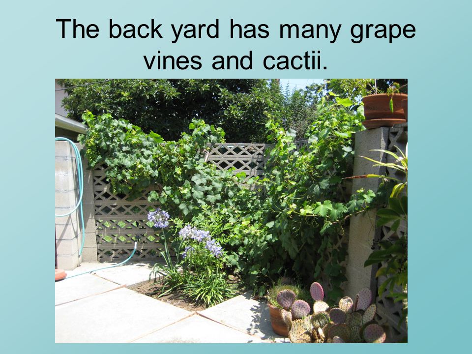 The back yard has many grape vines and cactii.