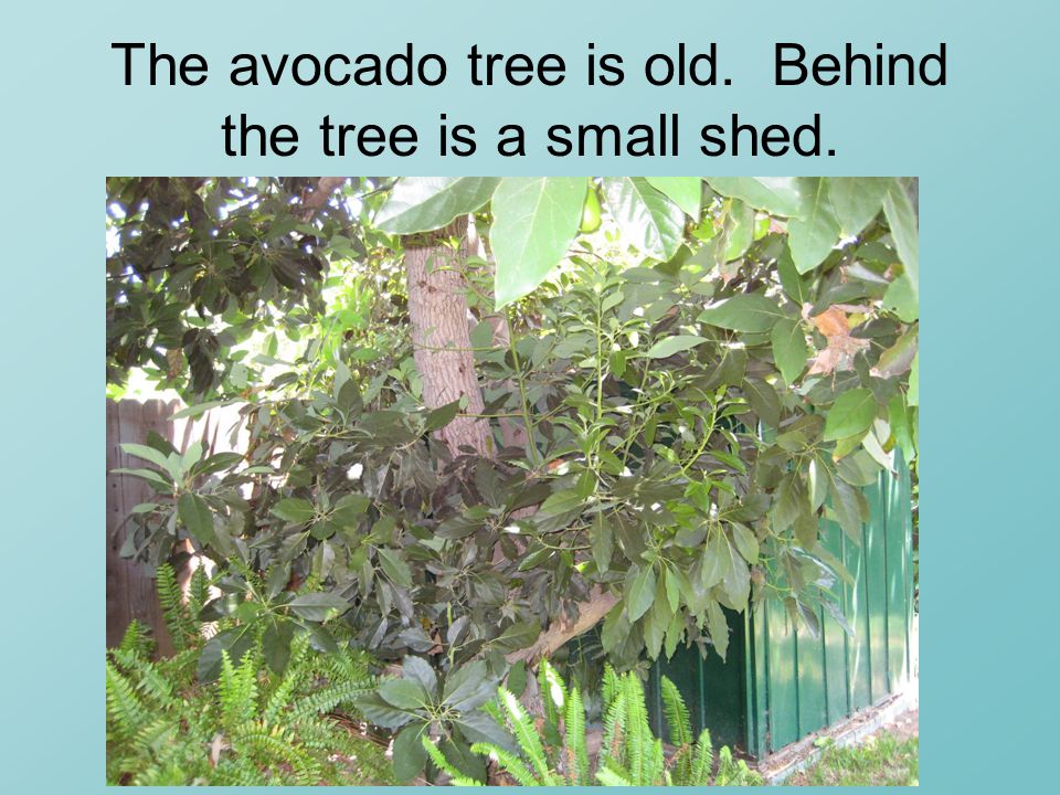 The avocado tree is old. Behind the tree is a small shed.