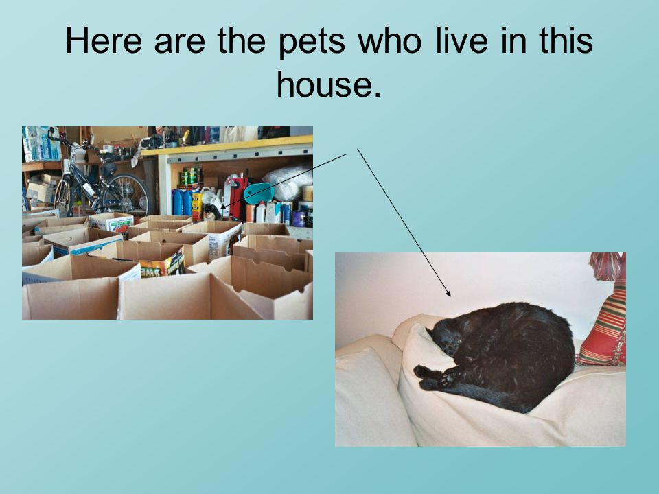 Here are the pets who live in this house.