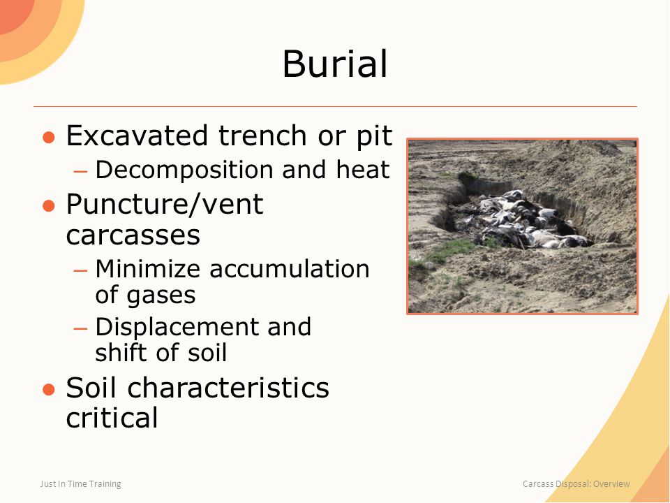 Carcass Disposal Overview. Method Selection ○Animal species ○Number of  animals – Space and equipment needed ○Pathogen and its ability to persist  or spread. - ppt download