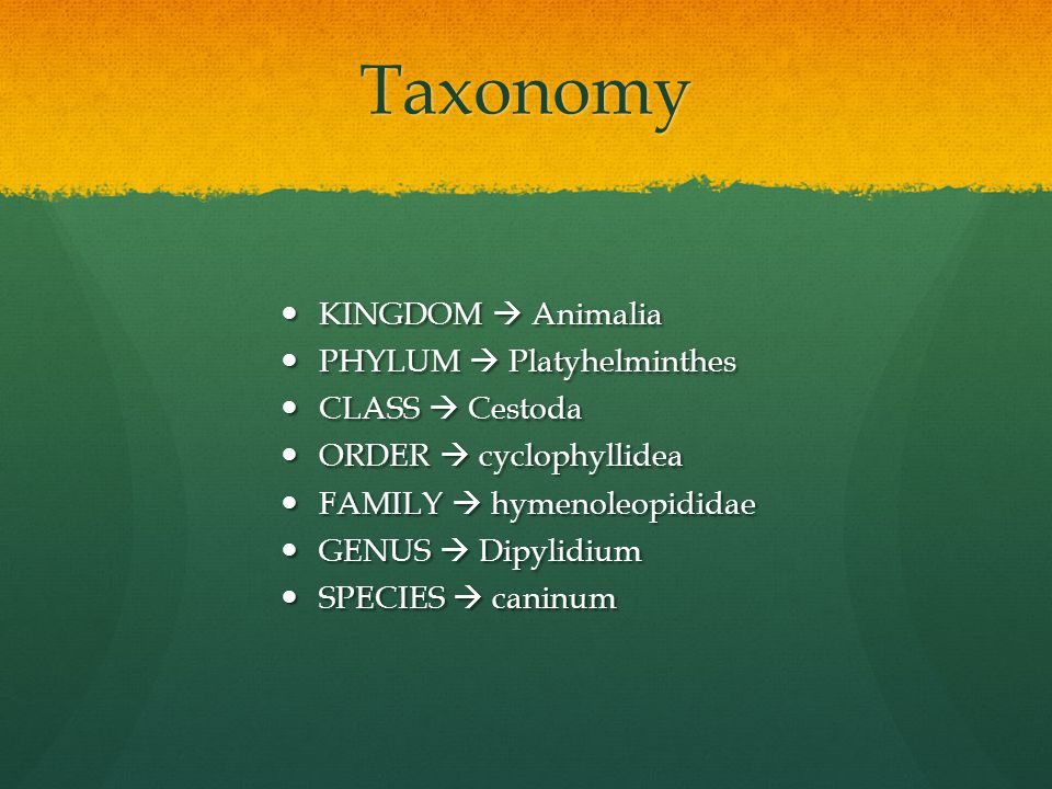 Phylum platyhelminthes taxonómia., Phylum platyhelminthes taxonómia