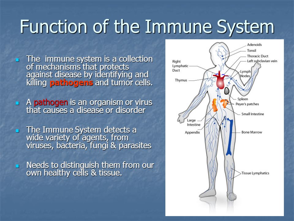 chapter 21 the immune system function of the immune system immune system function