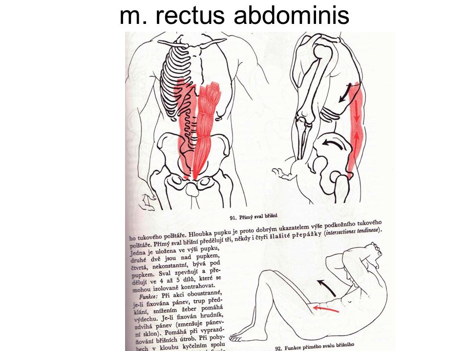 JEDNOTLIVÉ SVALY. m. erector spinae m. rectus abdominis. - ppt download
