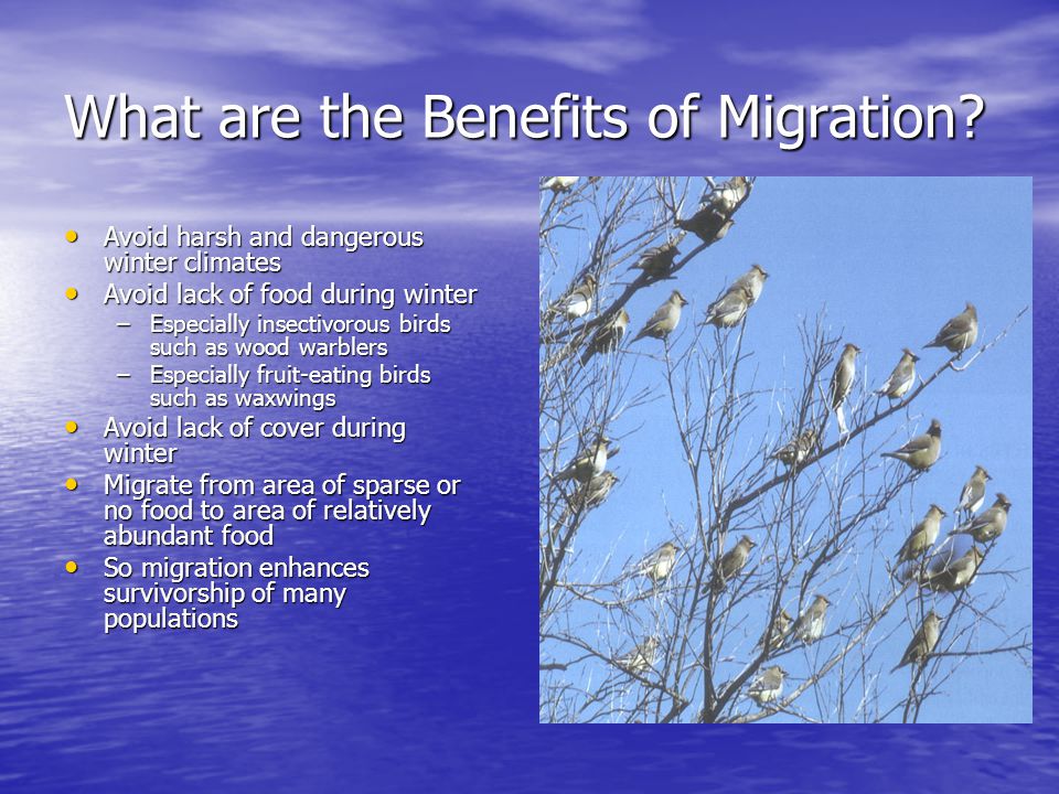 The Riddle of Bird Migration  Definition: periodic mass movement of all or  part of population from one area to another and then back  Some other  types. - ppt download