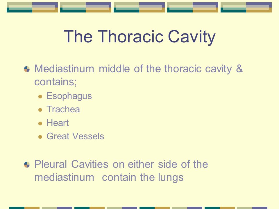 The Thoracic Cavity Mediastinum middle of the thoracic cavity & contains; Esophagus Trachea Heart Great Vessels Pleural Cavities on either side of the mediastinum contain the lungs