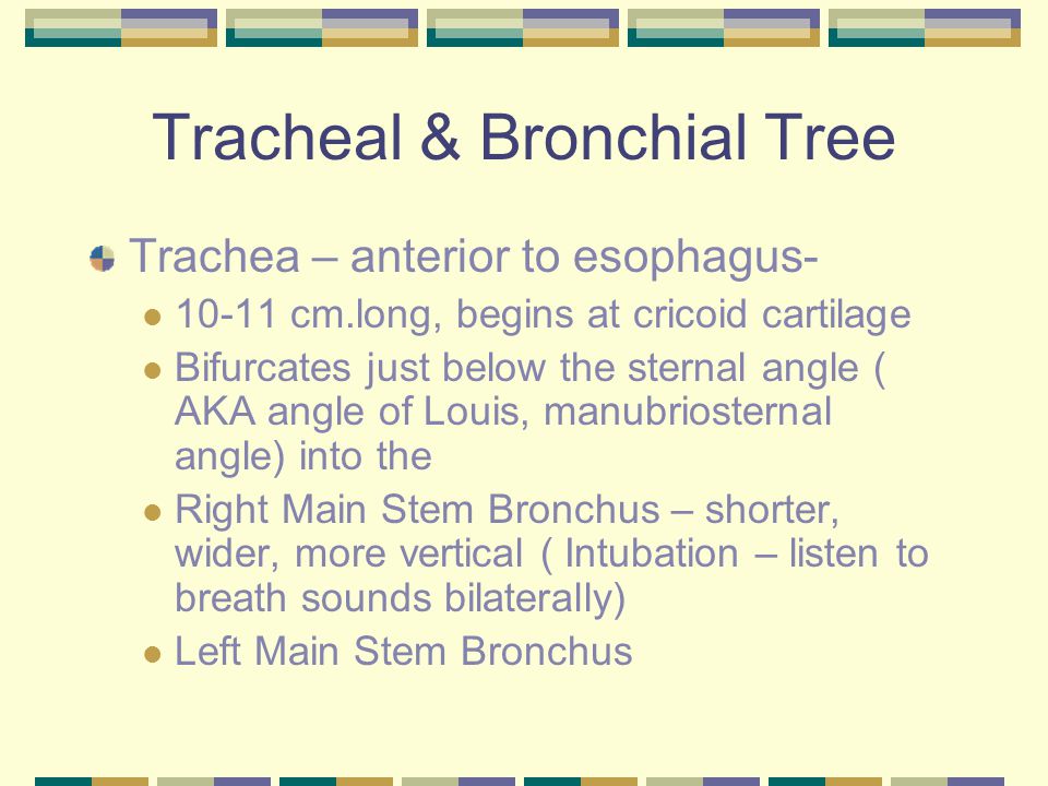 Tracheal & Bronchial Tree Trachea – anterior to esophagus cm.long, begins at cricoid cartilage Bifurcates just below the sternal angle ( AKA angle of Louis, manubriosternal angle) into the Right Main Stem Bronchus – shorter, wider, more vertical ( Intubation – listen to breath sounds bilaterally) Left Main Stem Bronchus