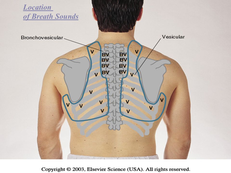 Location of Breath Sounds