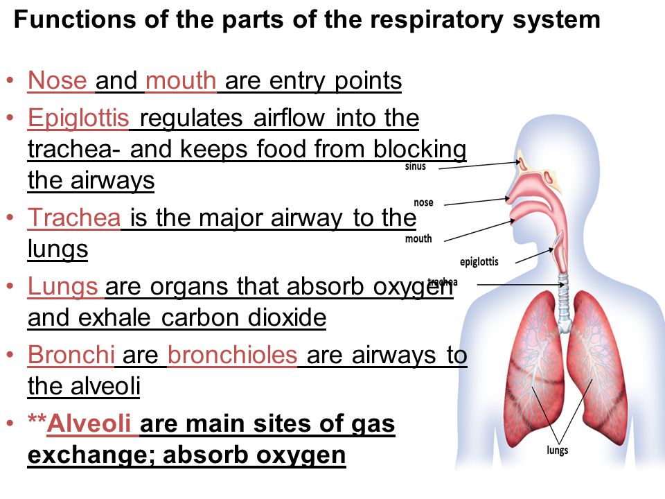 Topic 30. Respiratory System functions. What are the functions of the Respiratory System. Respiratory System Airways. Respiratory System слова с транскрипцией.