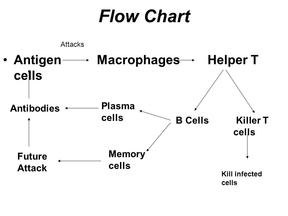 B Cells Vs T Cells Chart
