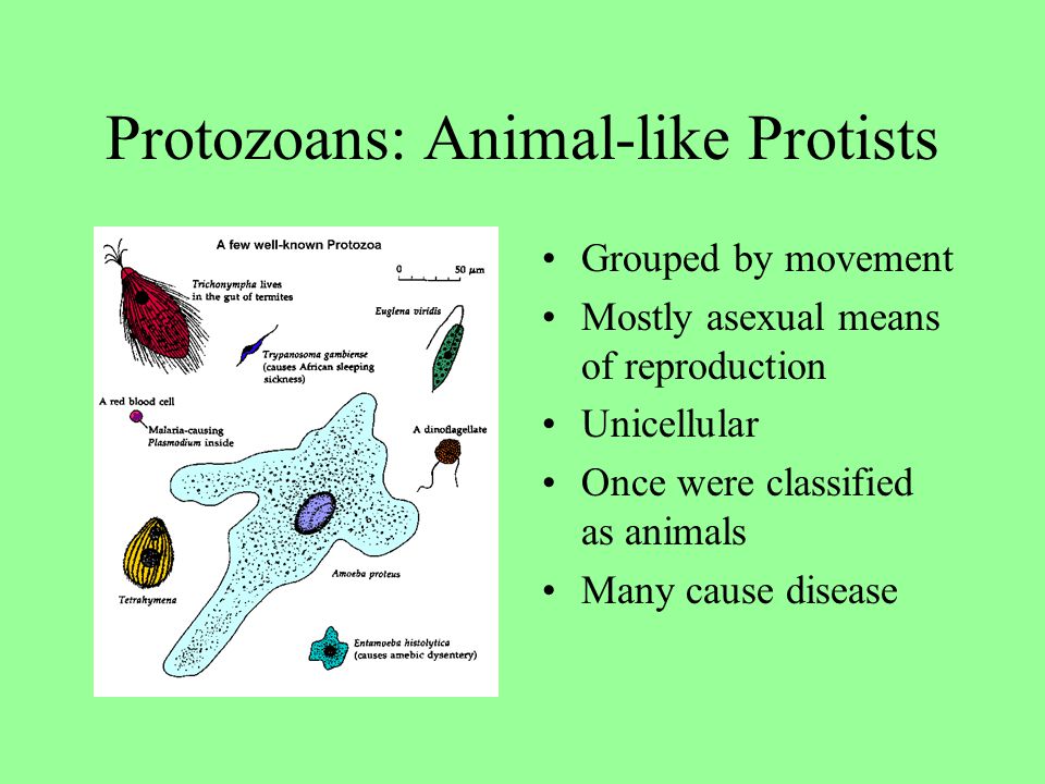 The Kingdom Protista It's A Small World! Click here to see a live protist.  - ppt download