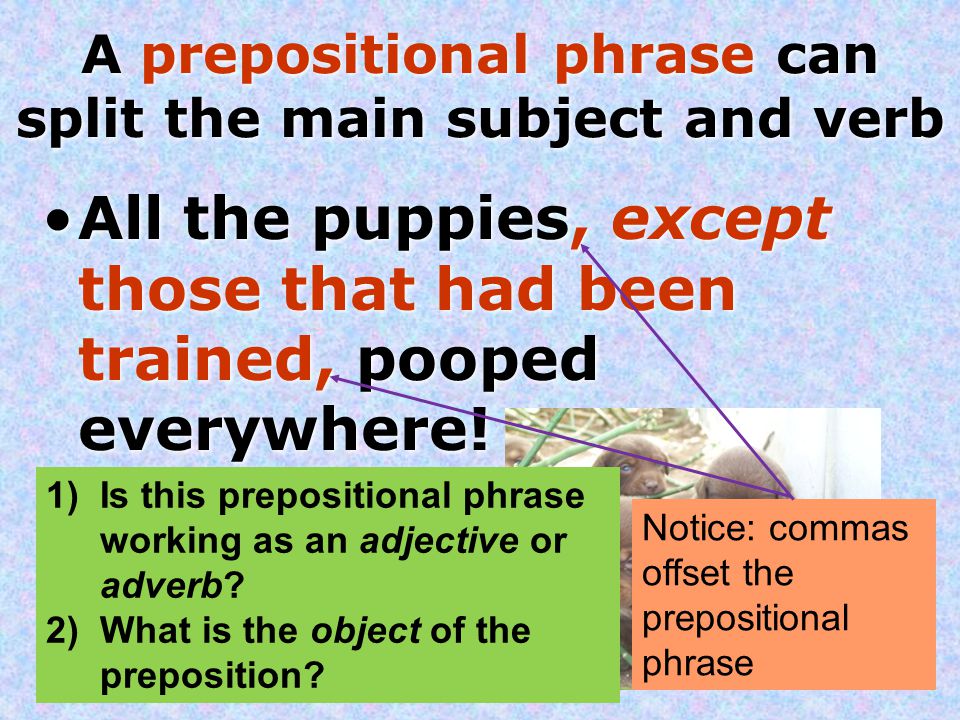 A prepositional phrase can split the main subject and verb All the puppies, except those that had been trained, pooped everywhere.
