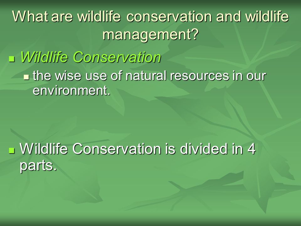 Wildlife Preserving a Valuable Resource. The Values of Wildlife Plants and  animals that have not been domesticated are called wildlife. Plants and  animals. - ppt download
