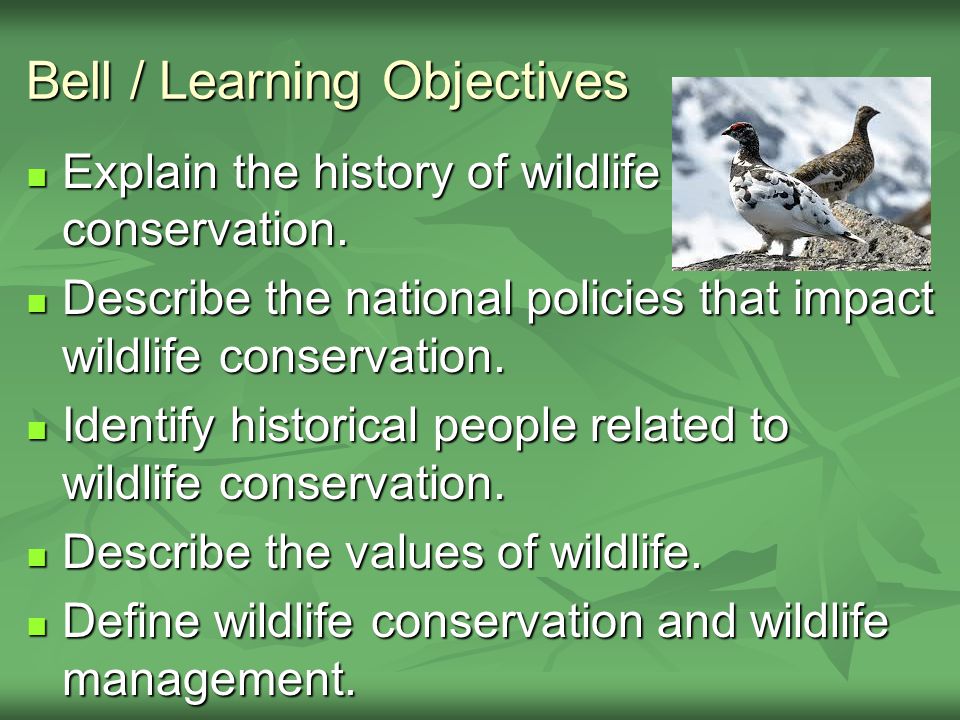 Exploring the History and Importance of Wildlife Management. - ppt download