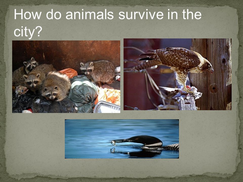 How do animals survive in the city
