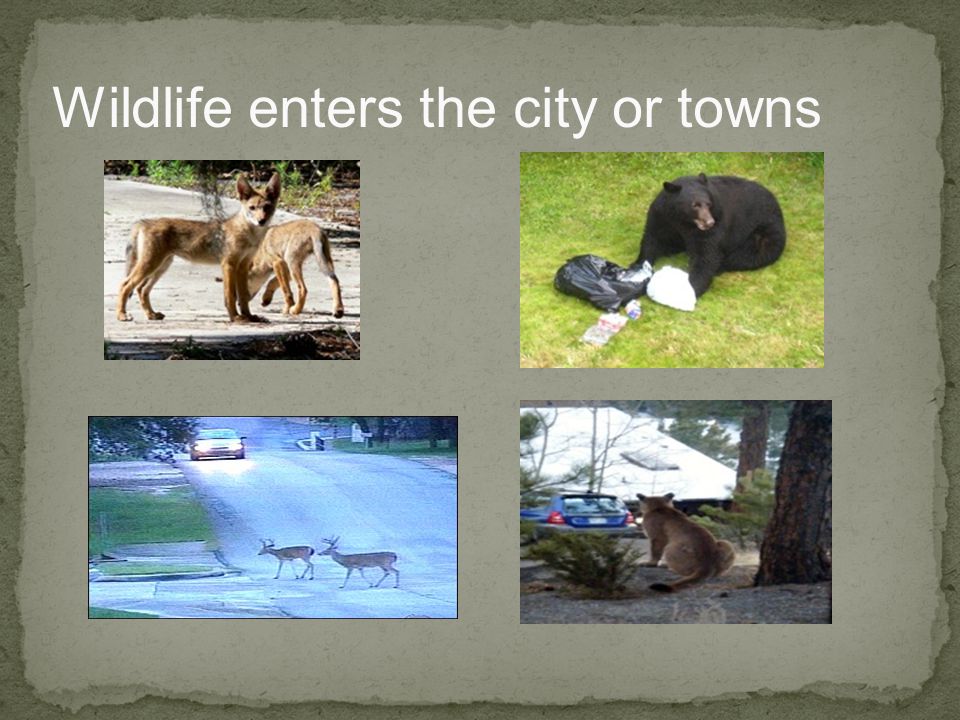 Wildlife enters the city or towns