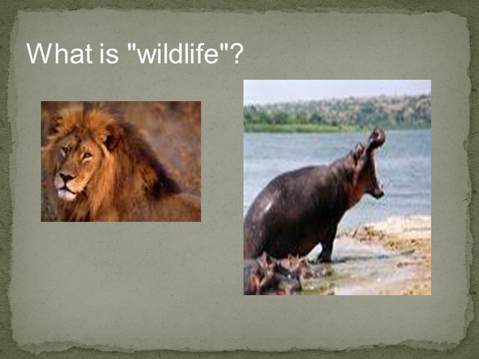 What is wildlife