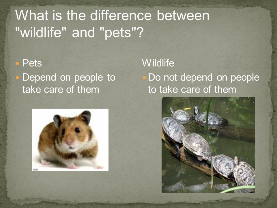 What is the difference between wildlife and pets .