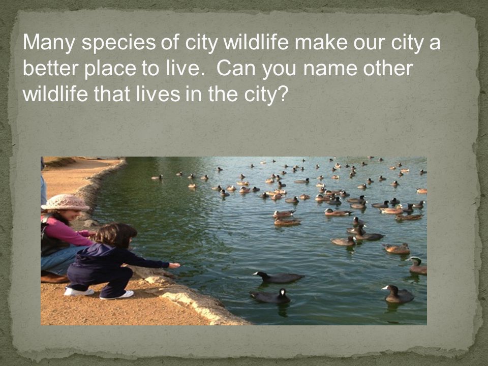 Many species of city wildlife make our city a better place to live.