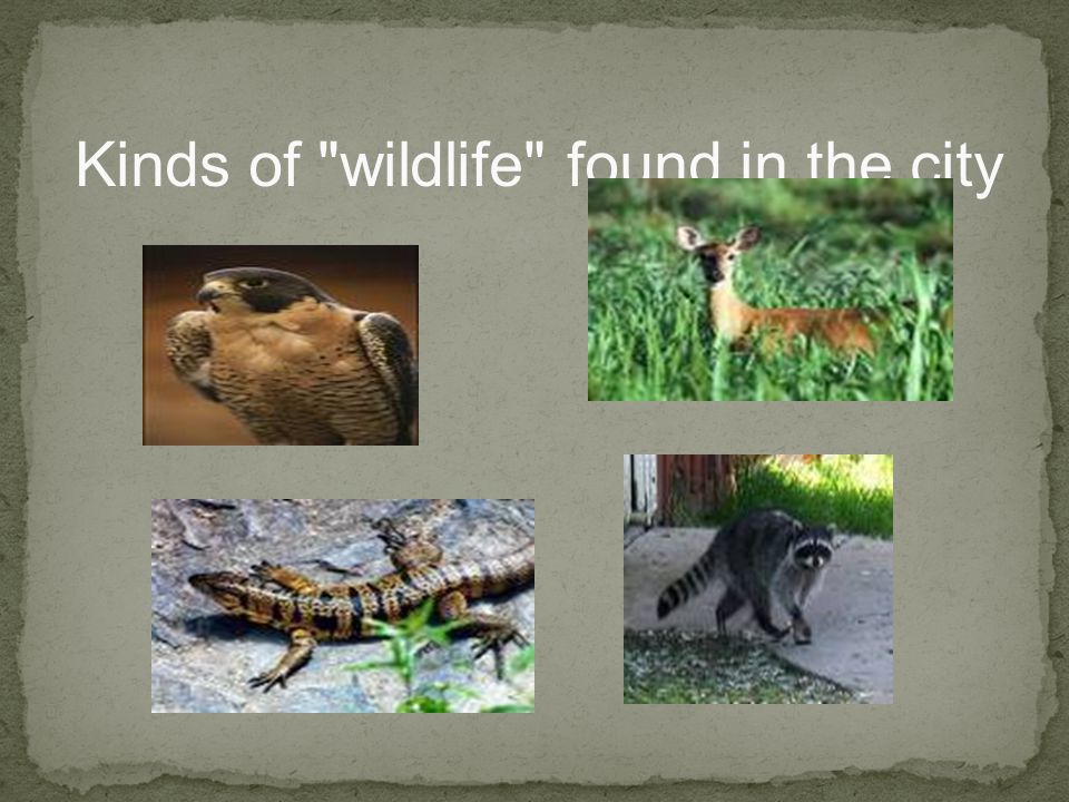 Kinds of wildlife found in the city