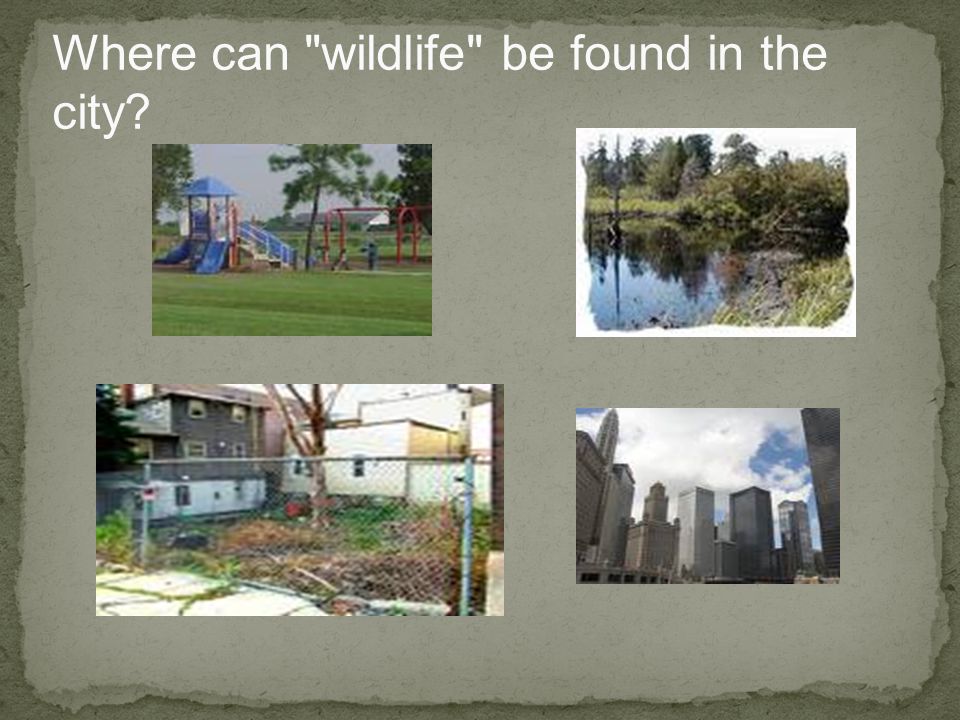 Where can wildlife be found in the city