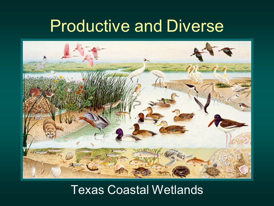 Wetlands Wildlife. Productive and Diverse Texas Coastal Wetlands. - ppt  download