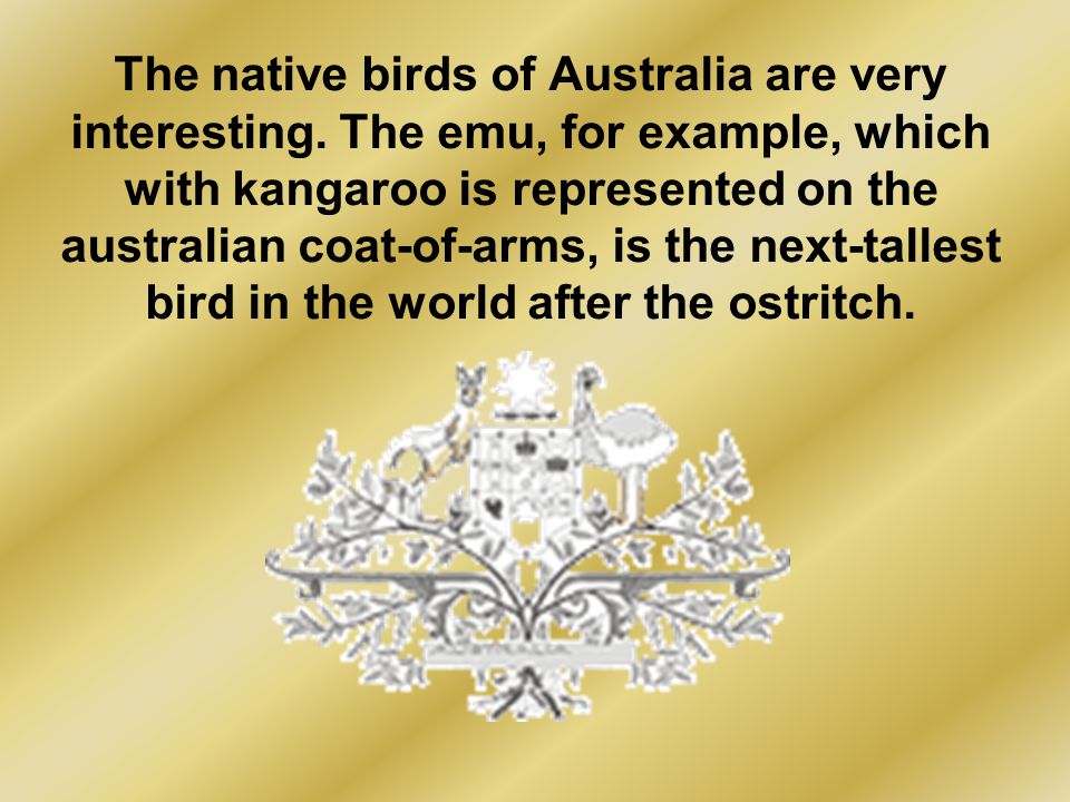 The native birds of Australia are very interesting.