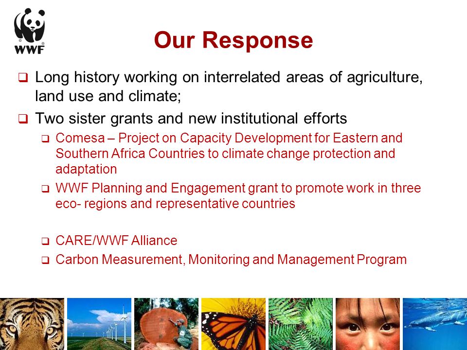 Our Response  Long history working on interrelated areas of agriculture, land use and climate;  Two sister grants and new institutional efforts  Comesa – Project on Capacity Development for Eastern and Southern Africa Countries to climate change protection and adaptation  WWF Planning and Engagement grant to promote work in three eco- regions and representative countries  CARE/WWF Alliance  Carbon Measurement, Monitoring and Management Program
