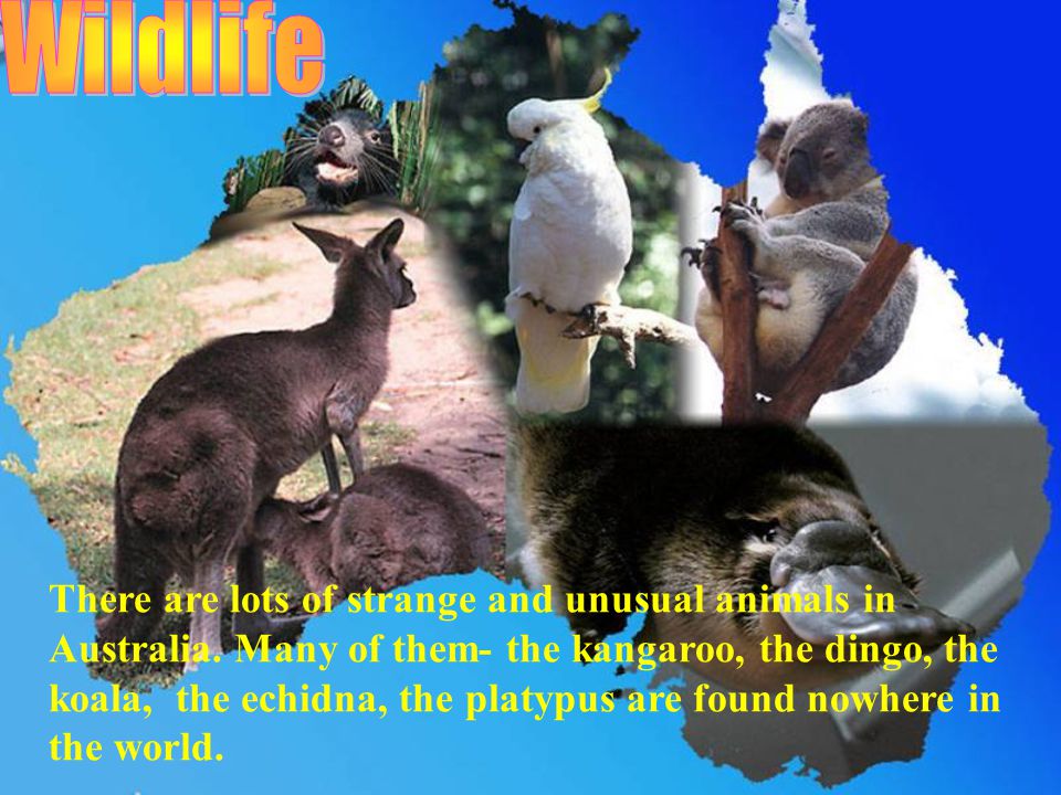 There are lots of strange and unusual animals in Australia.