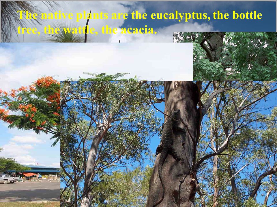 The native plants are the eucalyptus, the bottle tree, the wattle, the acacia.