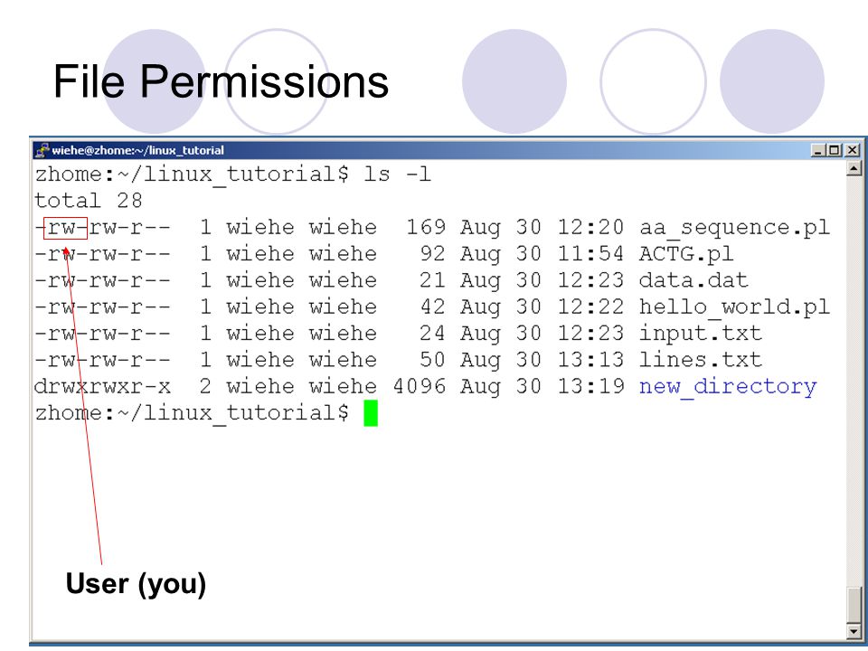 File Permissions User (you)