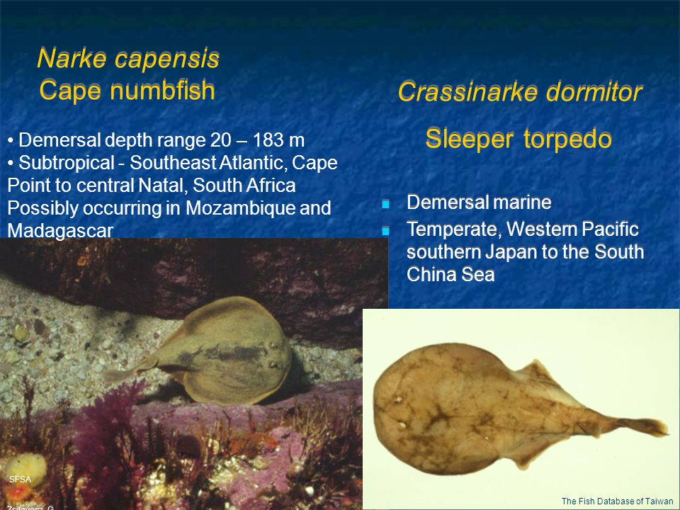 Narke capensis Cape numbfish SFSA Zsilavecz, G.