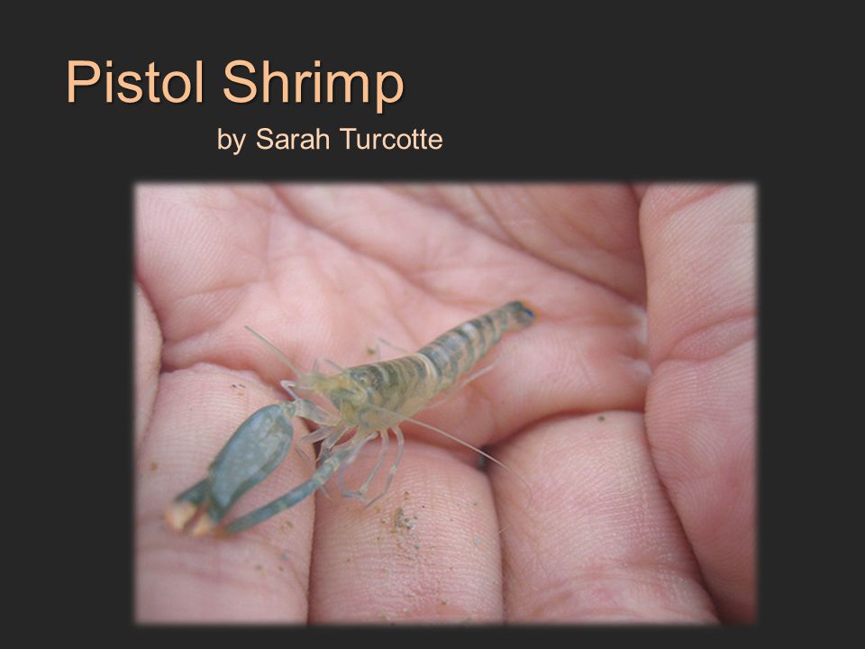 Pistol Shrimp by Sarah Turcotte
