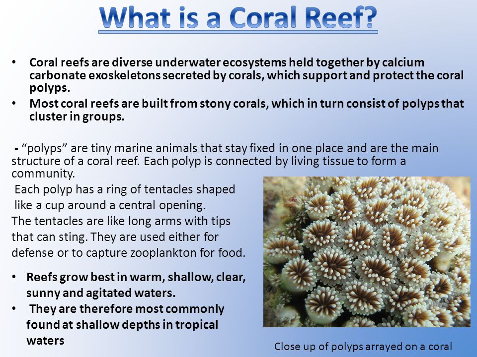 Coral reefs are diverse underwater ecosystems held together by calcium  carbonate exoskeletons secreted by corals, which support and protect the  coral. - ppt download