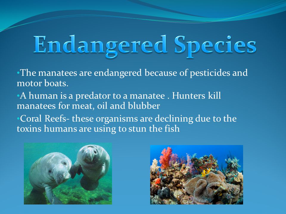 The manatees are endangered because of pesticides and motor boats.