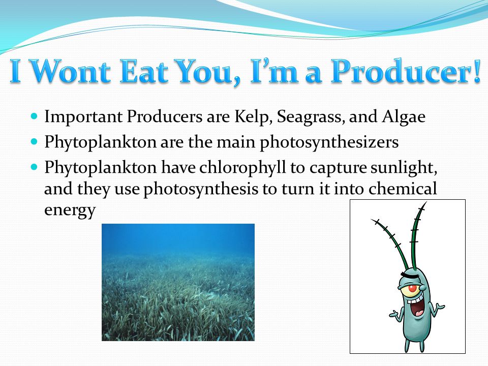 Important Producers are Kelp, Seagrass, and Algae Phytoplankton are the main photosynthesizers Phytoplankton have chlorophyll to capture sunlight, and they use photosynthesis to turn it into chemical energy