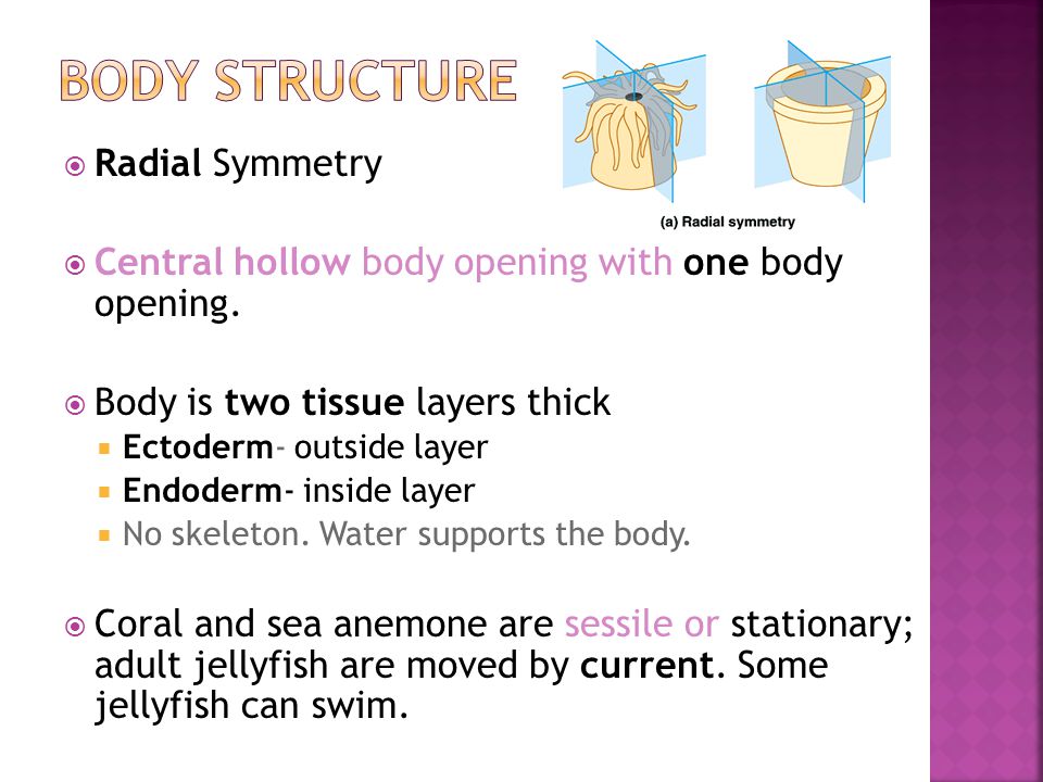  Radial Symmetry  Central hollow body opening with one body opening.