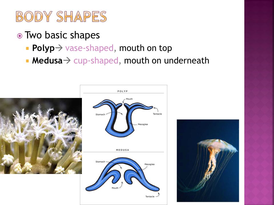  Two basic shapes  Polyp  vase-shaped, mouth on top  Medusa  cup-shaped, mouth on underneath