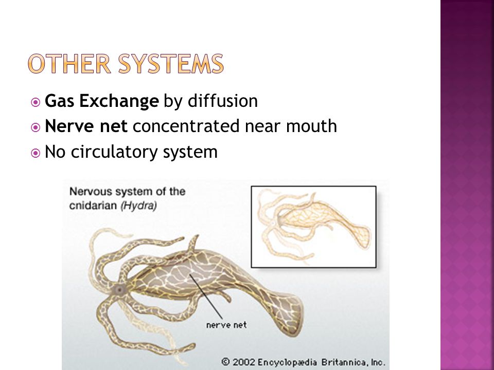  Gas Exchange by diffusion  Nerve net concentrated near mouth  No circulatory system