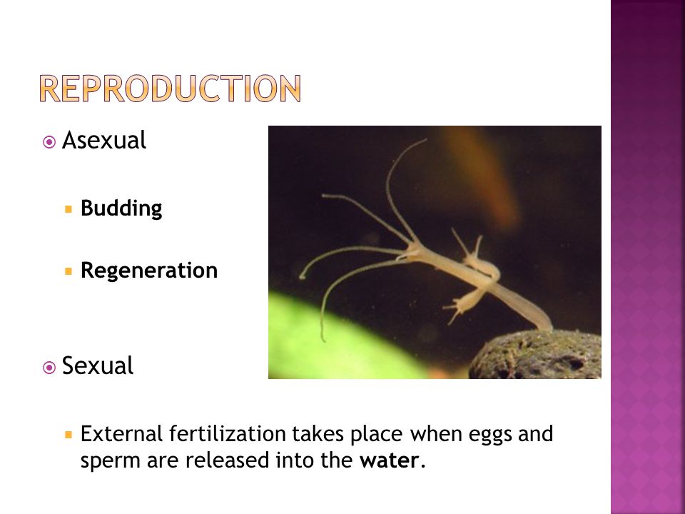 Asexual  Budding  Regeneration  Sexual  External fertilization takes place when eggs and sperm are released into the water.