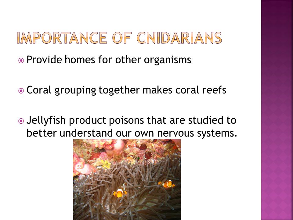  Provide homes for other organisms  Coral grouping together makes coral reefs  Jellyfish product poisons that are studied to better understand our own nervous systems.