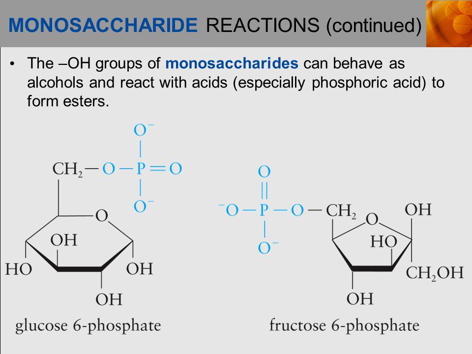 MONOSACCHARIDE REACTIONS (continued) The –OH groups of monosaccharides can behave as alcohols and react with acids (especially phosphoric acid) to form esters.