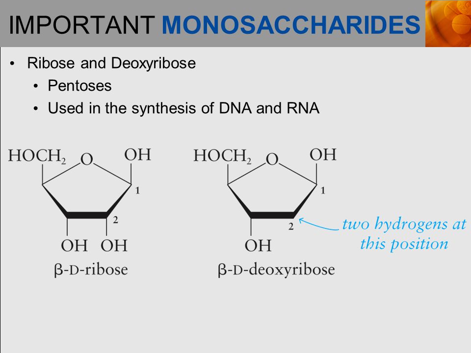 IMPORTANT MONOSACCHARIDES Ribose and Deoxyribose Pentoses Used in the synthesis of DNA and RNA