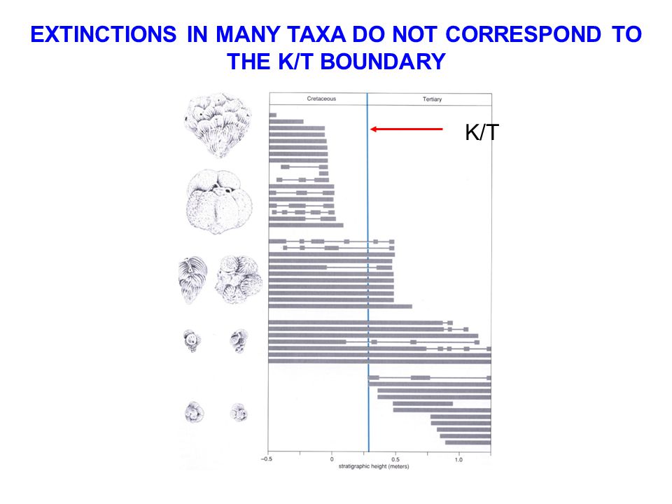 EXTINCTIONS IN MANY TAXA DO NOT CORRESPOND TO THE K/T BOUNDARY K/T