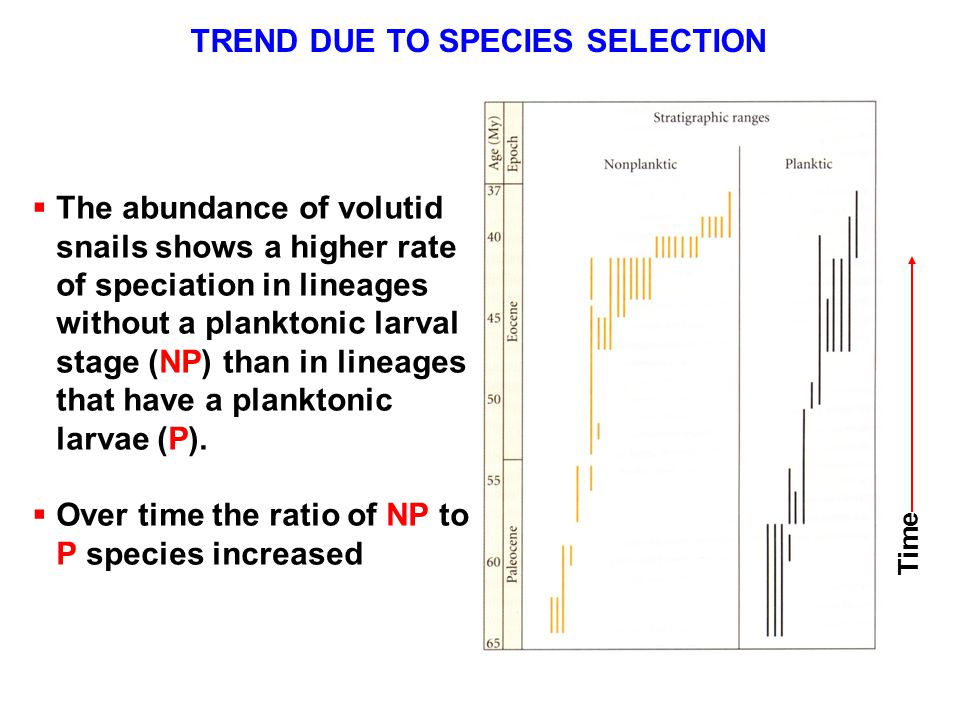 TREND DUE TO SPECIES SELECTION  The abundance of volutid snails shows a higher rate of speciation in lineages without a planktonic larval stage (NP) than in lineages that have a planktonic larvae (P).