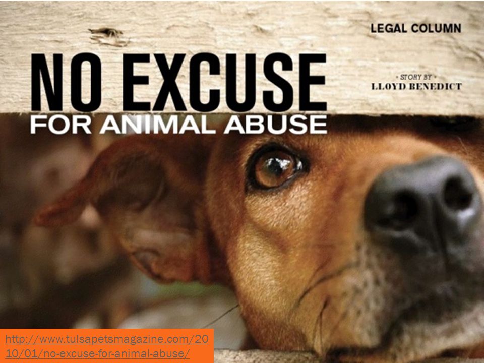 10/01/no-excuse-for-animal-abuse/