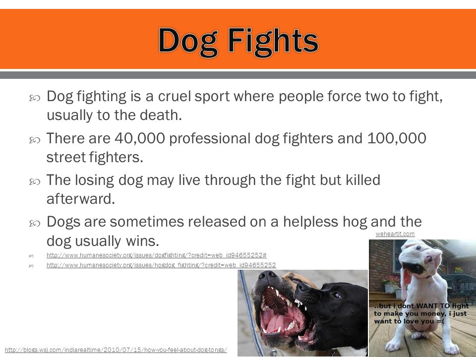  Dog fighting is a cruel sport where people force two to fight, usually to the death.