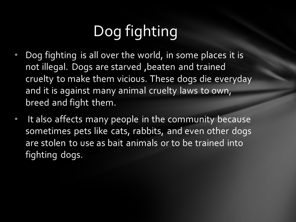 Dog fighting is all over the world, in some places it is not illegal.