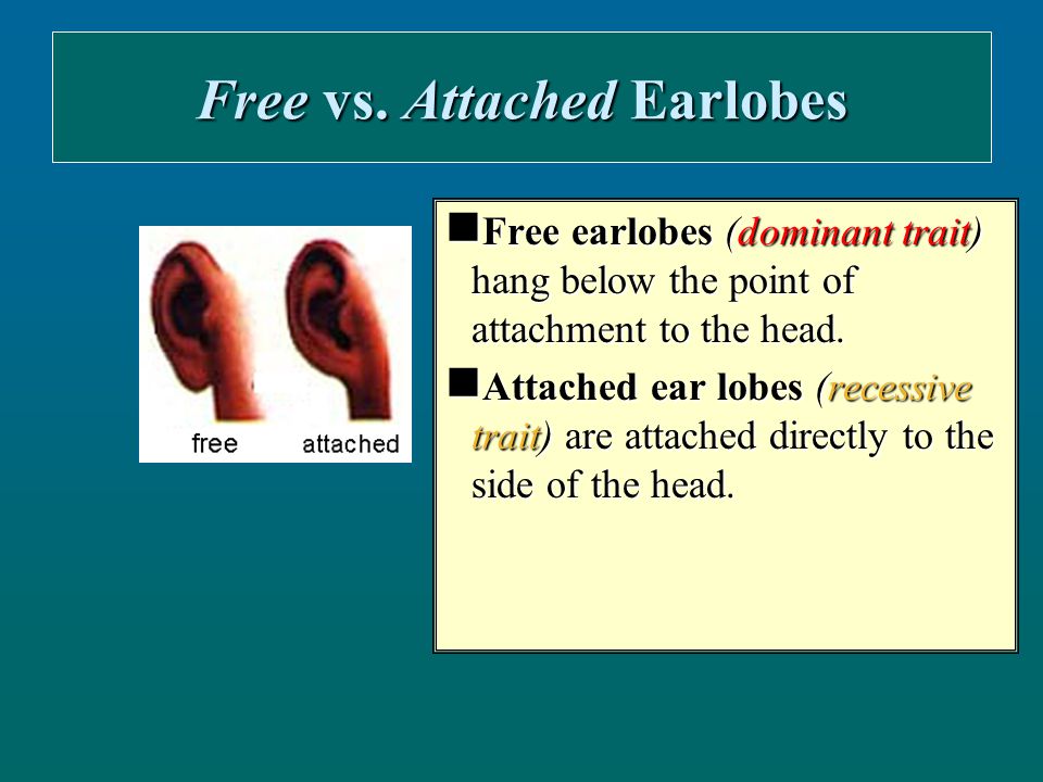 Earlobes 